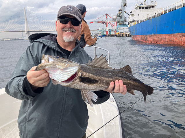 シーバス(スズキ)