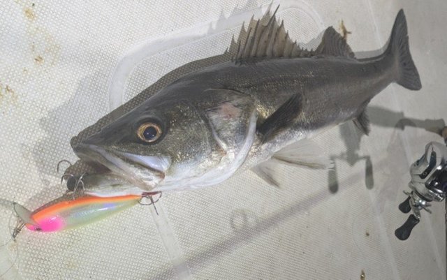 シーバス(スズキ)