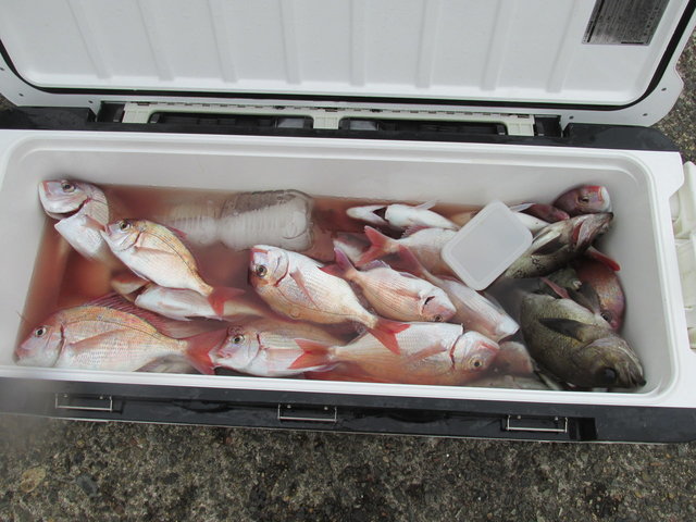 ハナダイ(チダイ)・クロメバル(メバル)