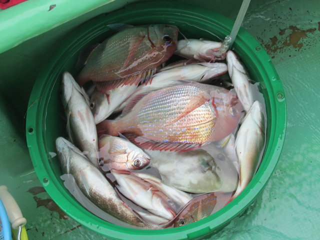 ハナダイ(チダイ)