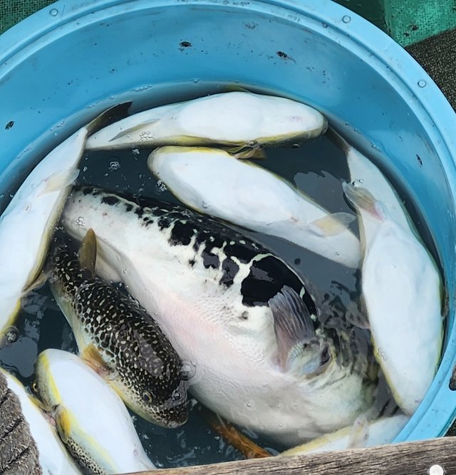 トラフグ・ショウサイフグ