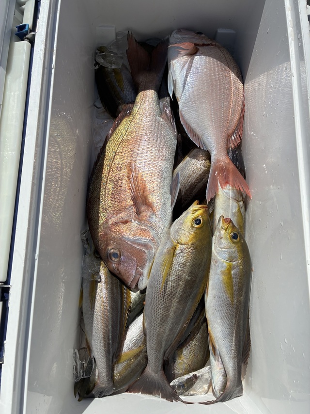 マダイ・チダイ