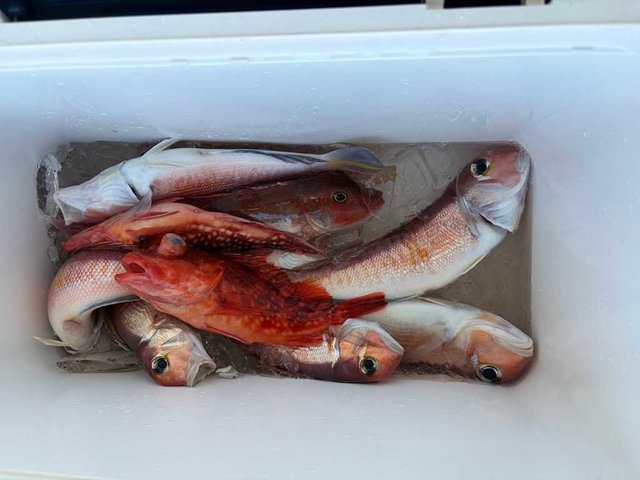 アマダイ(アカアマダイ)・カサゴ・ホウボウ