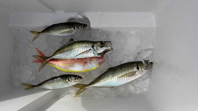 アジ(マアジ)・イトヨリ(イトヨリダイ)