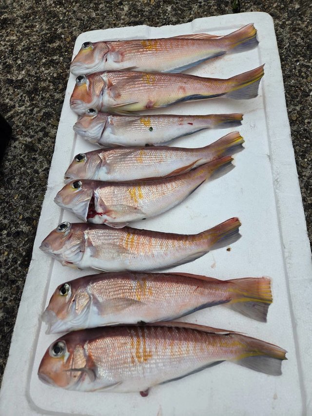 アマダイ(アカアマダイ)