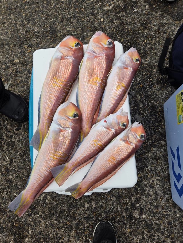 アマダイ(アカアマダイ)