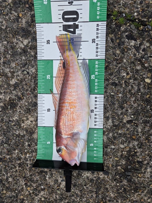 アマダイ(アカアマダイ)