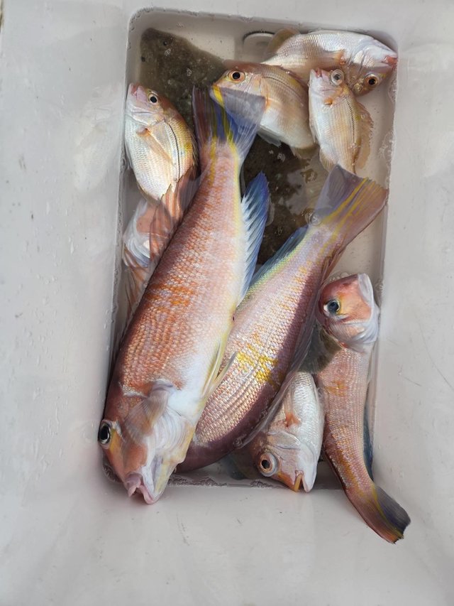 アマダイ(アカアマダイ)