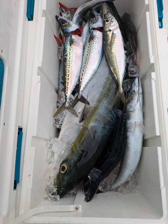 ワラサ(ブリ)・サバ(マサバ)