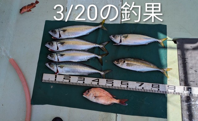 マダイ・マアジ・マサバ