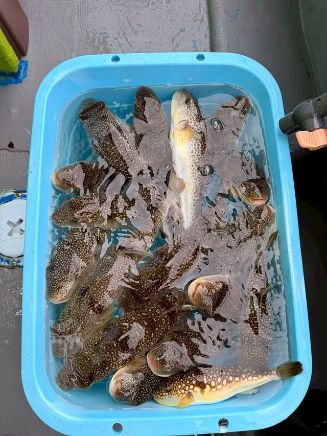 ショウサイフグ