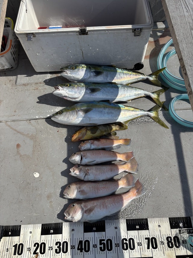 アオハタ・メジロ(ブリ)・シロアマダイ