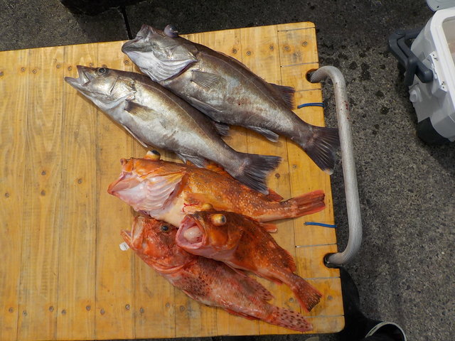 アラ・オニカサゴ・カンコ(ウッカリカサゴ)