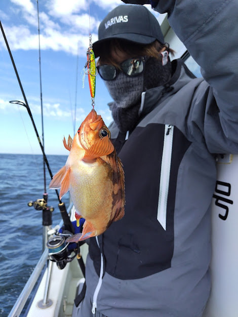 メバル(ウスメバル)