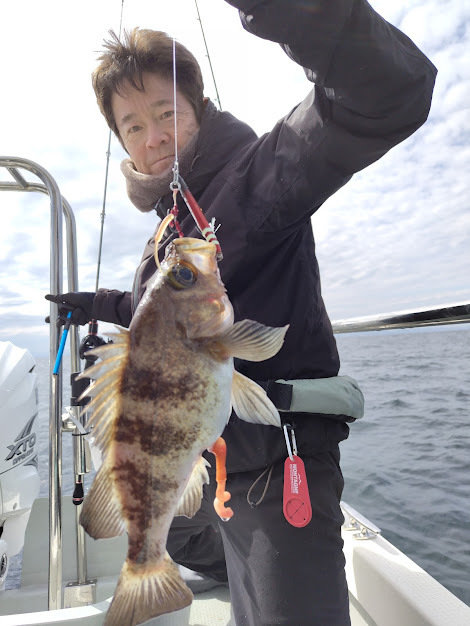 クロメバル(メバル)