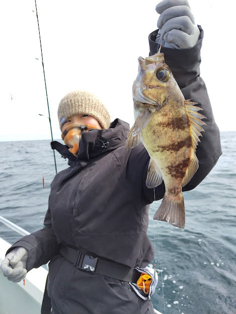 クロメバル(メバル)