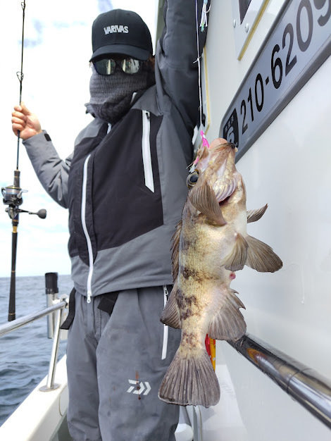 クロメバル(メバル)