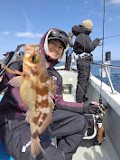 メバル(ウスメバル)