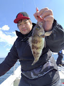 クロメバル(メバル)