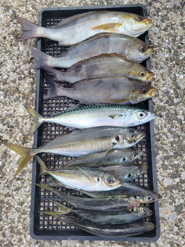 マアジ・イサキ・マサバ