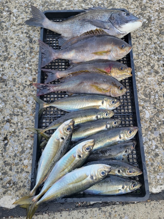 クロダイ・マアジ・イサキ・マサバ