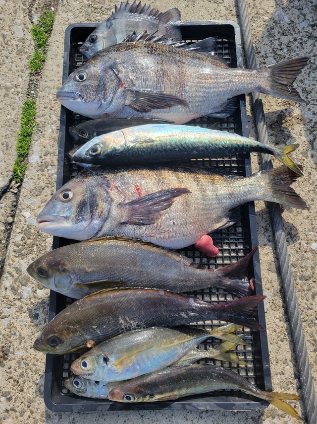 クロダイ・イシダイ・マアジ・イサキ・マサバ