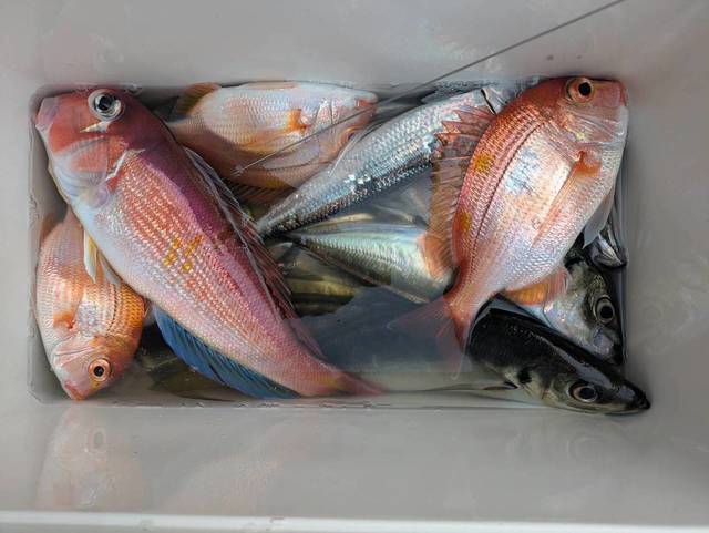 アジ(マアジ)・アマダイ(アカアマダイ)