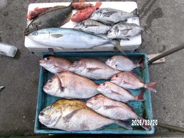 マダイ・クロダイ・ワラサ(ブリ)・オニカサゴ・ヒラメ