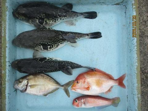 マダイ・アカアマダイ・トラフグ