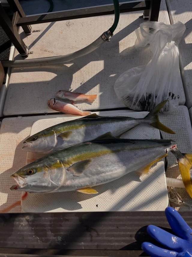 ハマチ(ブリ)・メジロ(ブリ)