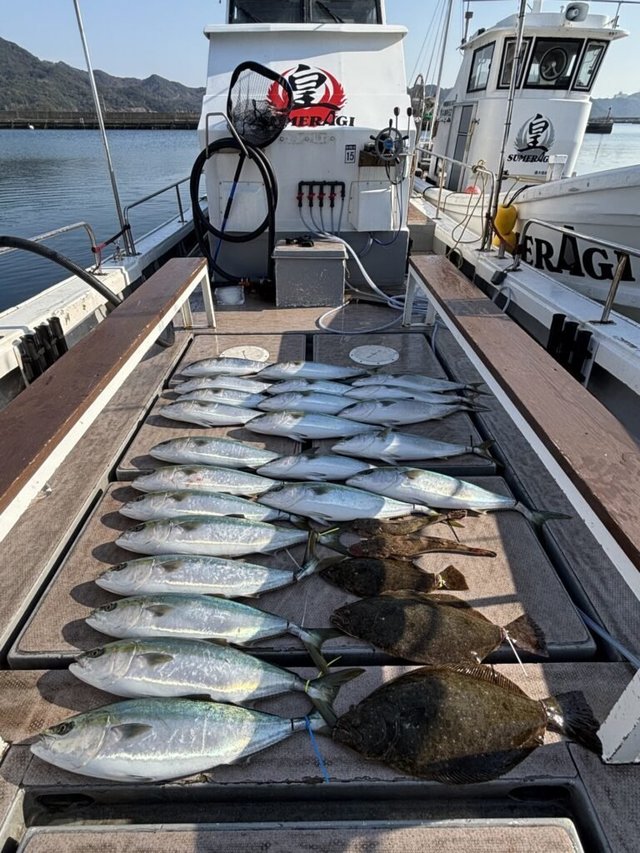 メジロ(ブリ)・ヒラメ