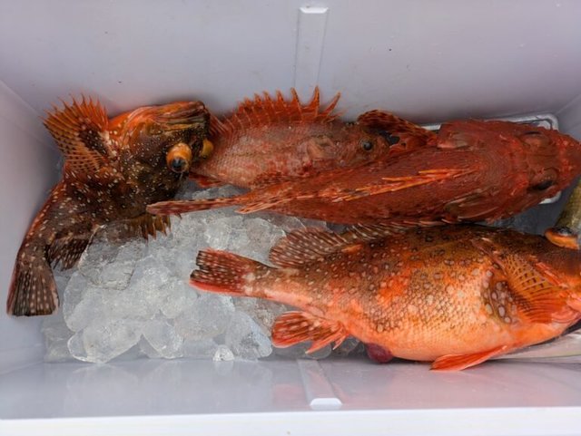 オニカサゴ・カンコ(ウッカリカサゴ)・アヤメカサゴ