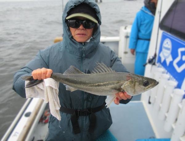 シーバス(スズキ)