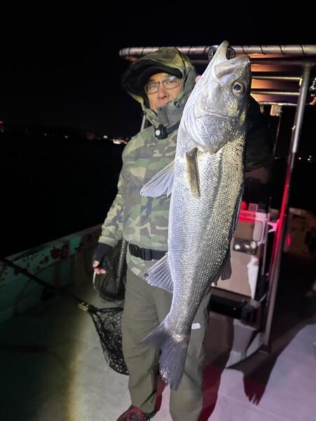 シーバス(スズキ)