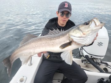 シーバス(スズキ)