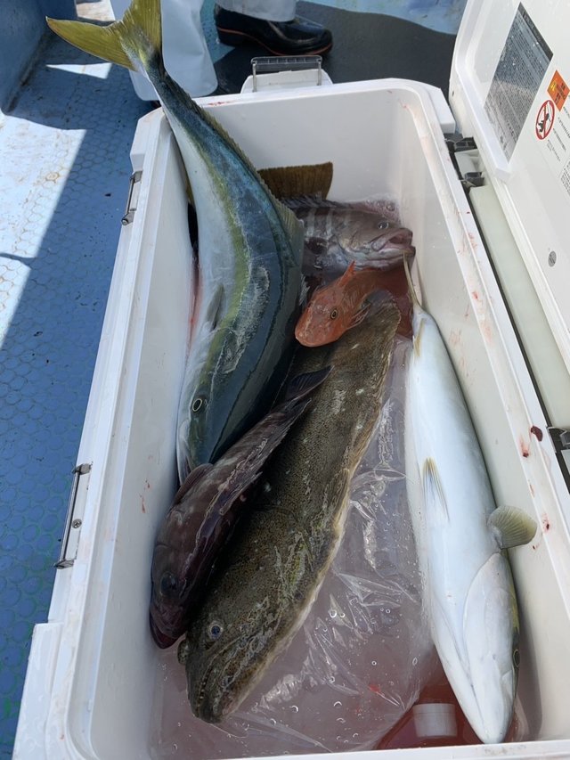 サンパク(ブリ)