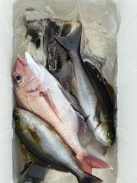 マダイ・イサキ