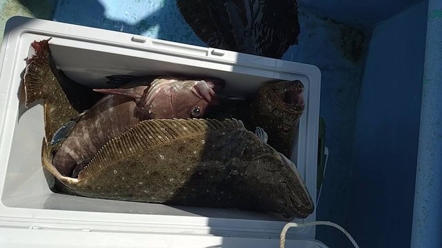 マハタ・ヒラメ