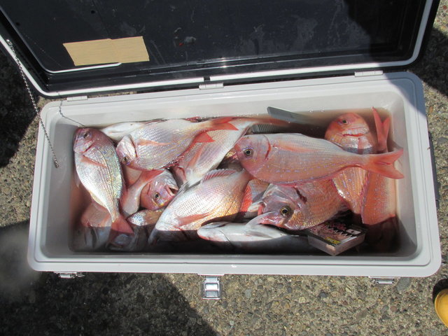 ハナダイ(チダイ)