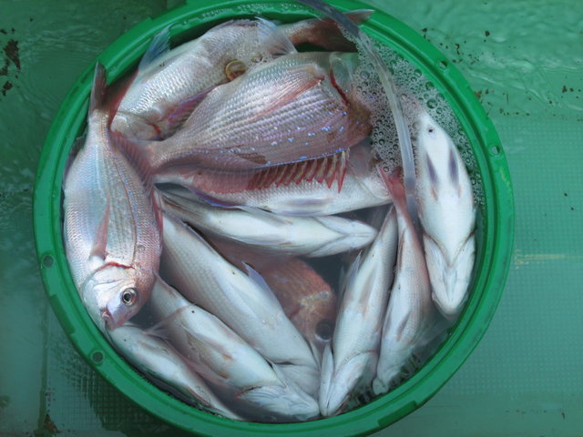 ハナダイ(チダイ)