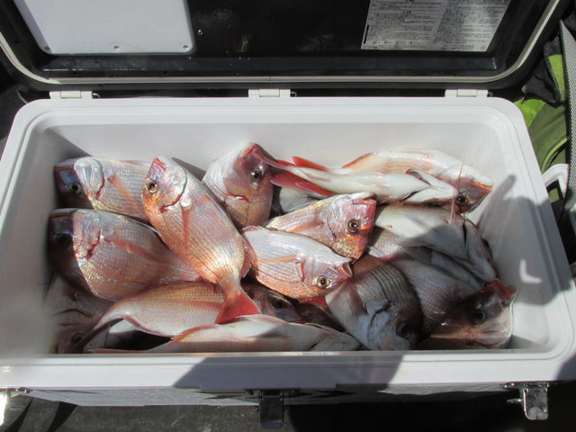 ハナダイ(チダイ)