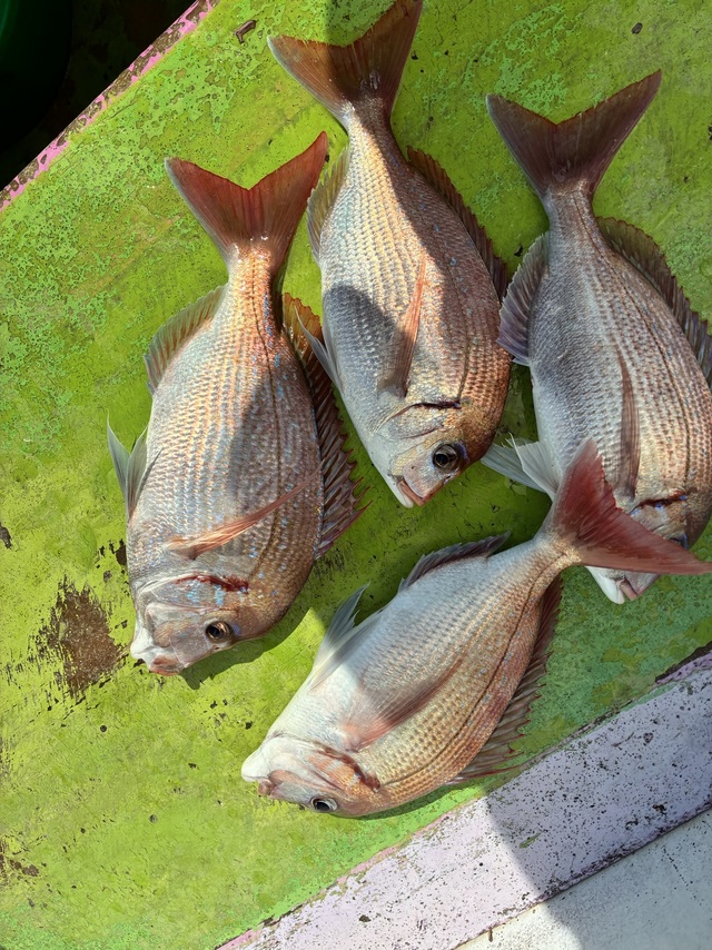 ハナダイ(チダイ)