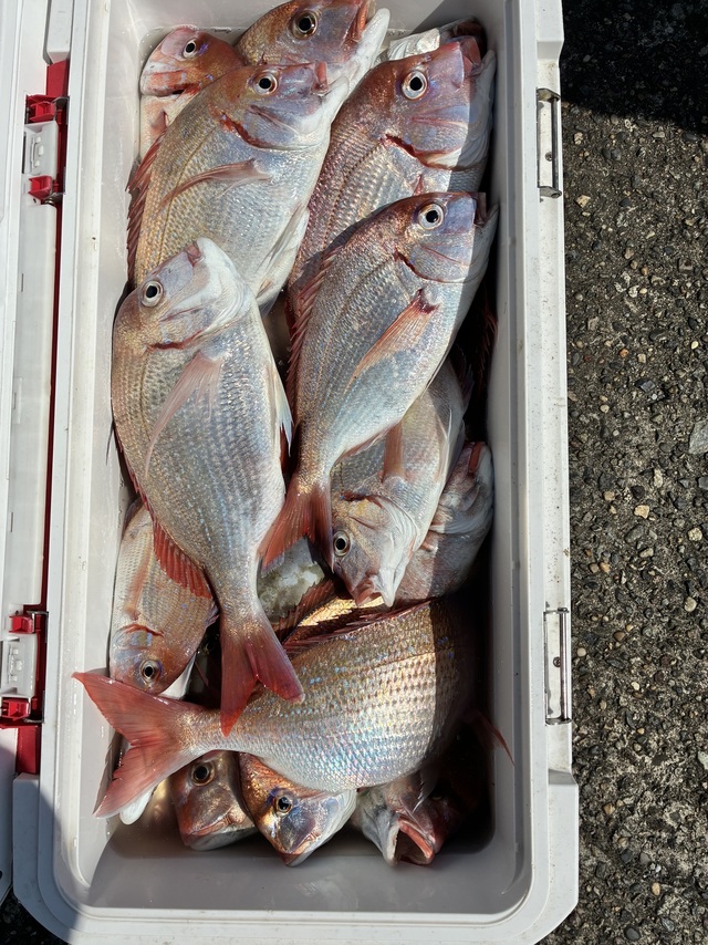 ハナダイ(チダイ)