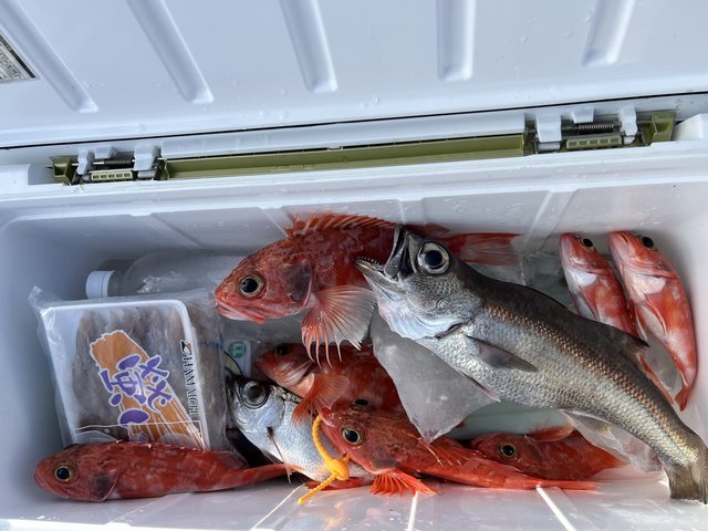 クロムツ・ユメカサゴ・ドンコ(チゴダラ)・シロムツ(オオメハタ)