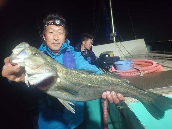 シーバス(スズキ)