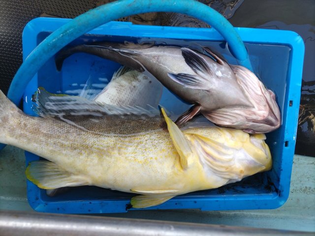 マハタ・アオハタ