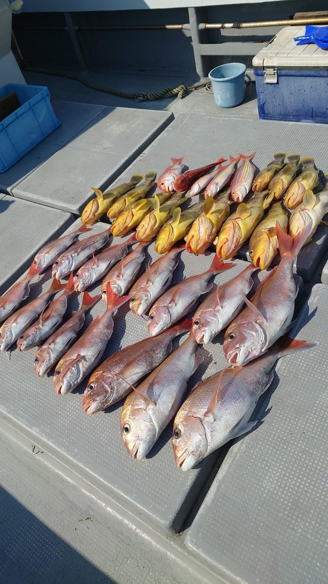 マダイ・アオナ(アオハタ)