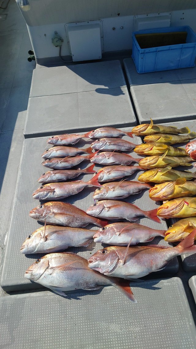 マダイ・アオナ(アオハタ)