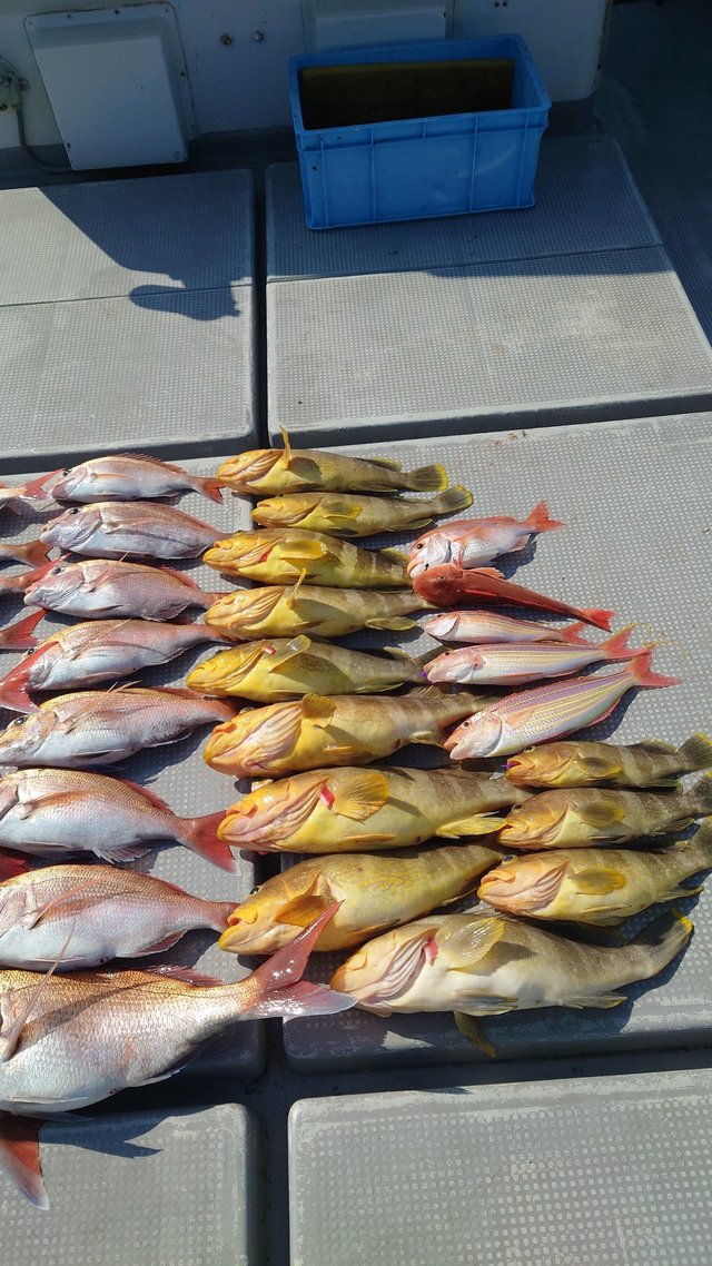 マダイ・アオナ(アオハタ)