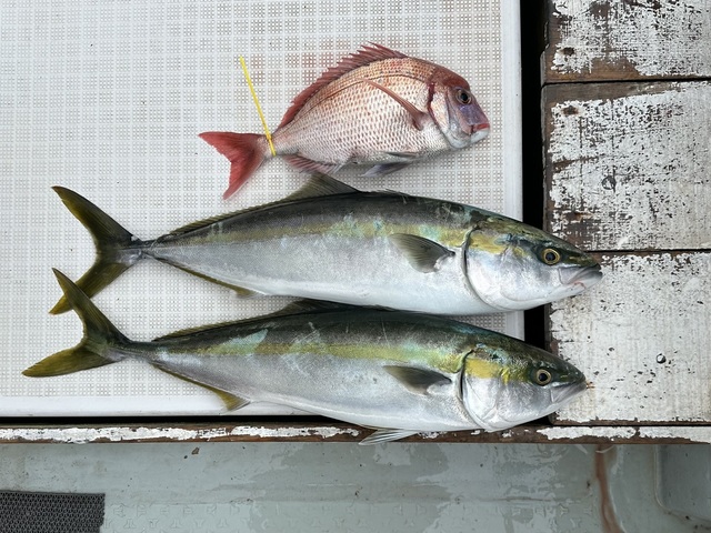 ハナダイ(チダイ)・イナダ(ブリ)